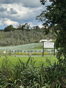 Wine tasting at Te-Mata Estate